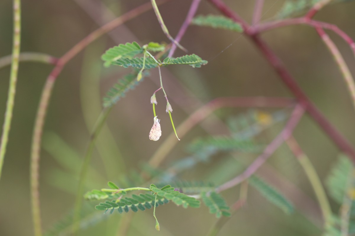 Sesbania bispinosa (Jacq.) W.Wight (Schreb.) Pers.